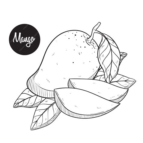 Premium Vector | Fresh mango sketch or hand drawing vector