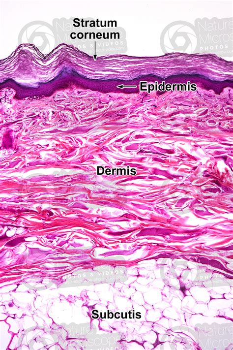 Human Skin Layers Microscope