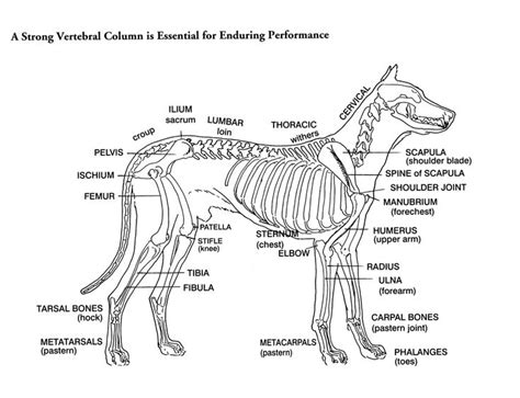 Parts of a Dog | Skeleton drawing of a dog. Reprinted from the book ...