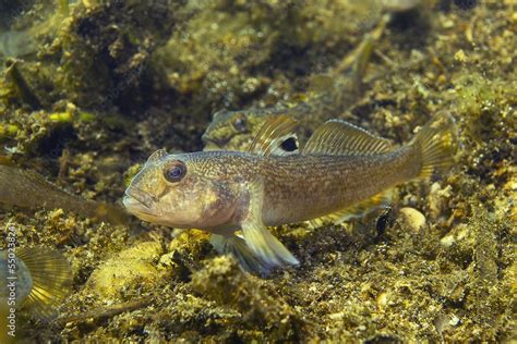 Round goby (Neogobius melanostomus) in the beautiful clean river ...