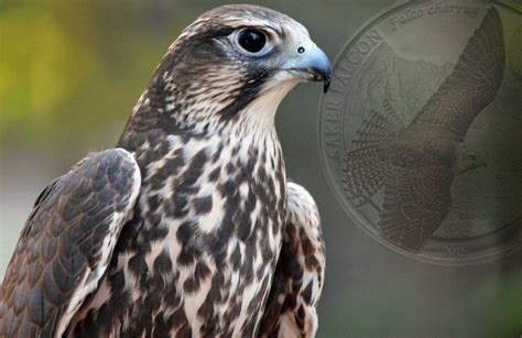 Latest Mongolian coin from Numiscollect features the striking Saker Falcon - AgAuNEWS