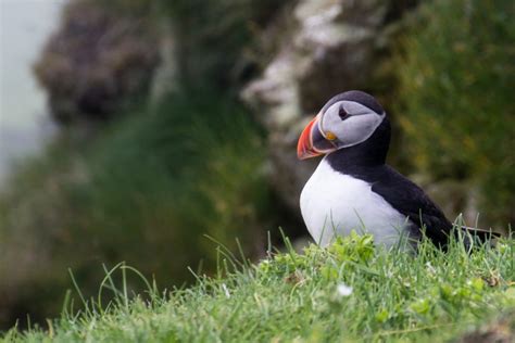 Where To See Puffins in Newfoundland, Canada - Travel Bliss Now