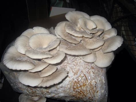 Introduction to Oyster Mushroom Cultivation and Paddy Straw Mushroom ...