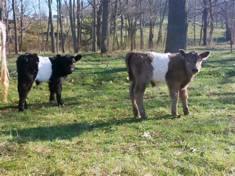 Belted Galloway Breeders/Enthusiasts