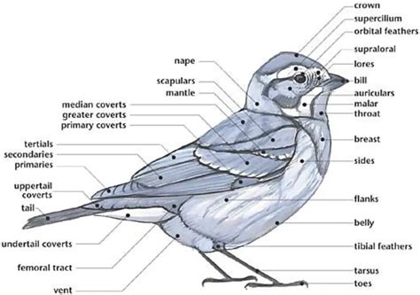 The Ultimate Guide to Understanding Bird Anatomy Diagrams