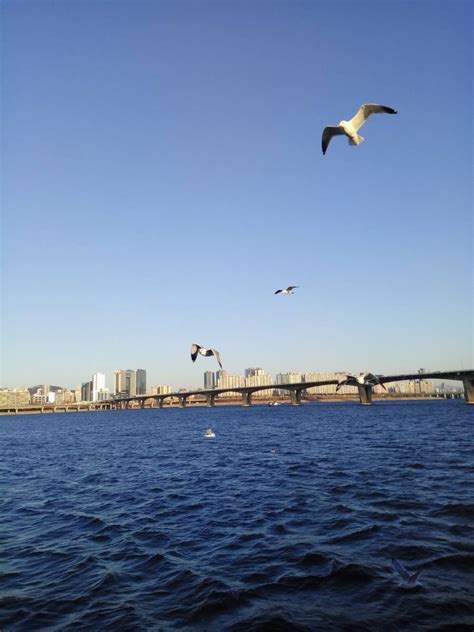 Han River Cruise (Day & Night) Ticket - Trazy, Korea's #1 Travel Guide