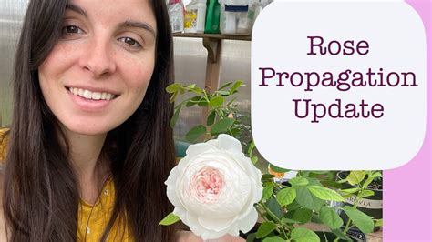 BLOOMING! Rose Propagation: 3 month update. - YouTube