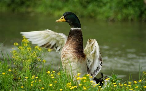 The Duck Mac Wallpaper Download | AllMacWallpaper