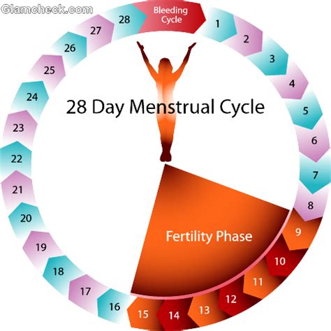 Normal Period Cycle