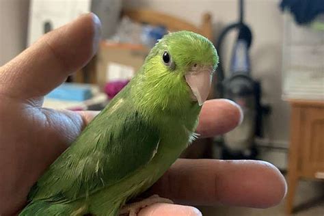 Green Parrotlet SOLD