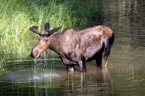 Moose | Logan Pass, Glacier National Park | Debbie McCulliss Photography