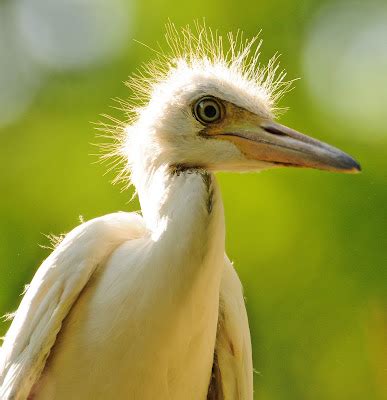 Dina's City Wildlife Adventures: Baby Blue heron update