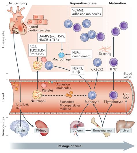 Biological pathways central to the pathogenesis of acute myocardial ...