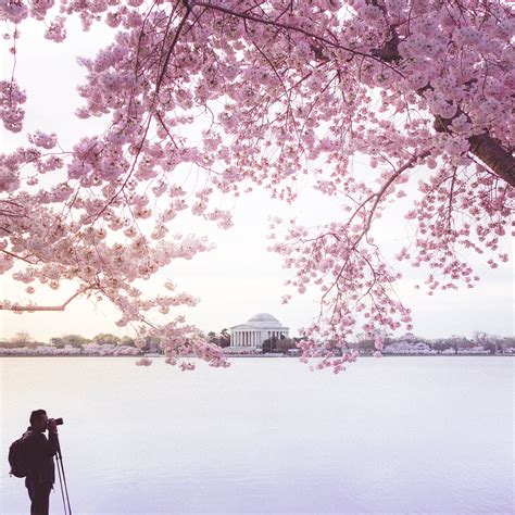 Cherry Blossoms DC 2020: Peak Bloom Prediction and Travel Guide