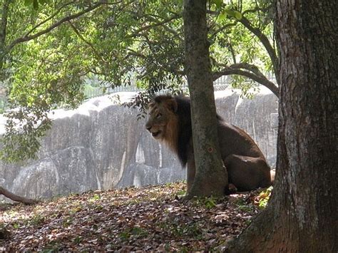 Trivandrum Zoo - Kerala Photo (21065989) - Fanpop