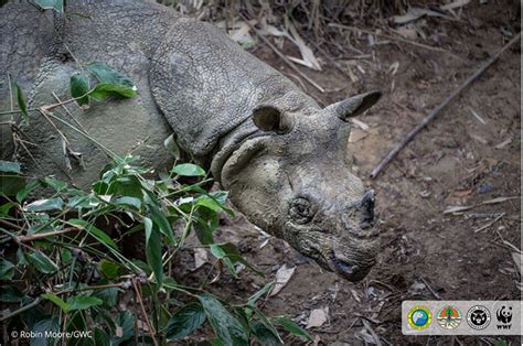 An Extraordinary Encounter With The Rare Javan Rhino - Global Wildlife Conservation