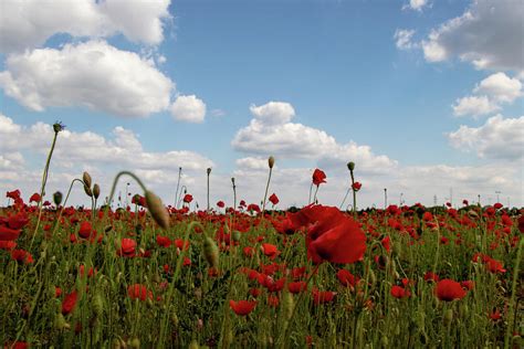 Field of Poppies 2 Photograph by Avenue Des Images - Pixels