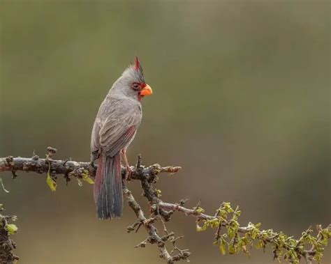 Pyrrhuloxia - Facts, Diet, Habitat & Pictures on Animalia.bio