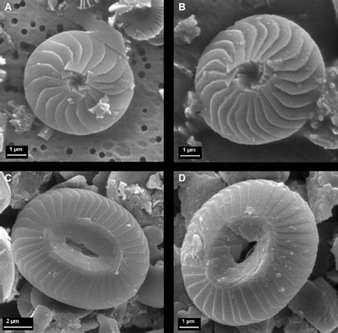 Representative images of coccolith morphology of the two species... | Download Scientific Diagram