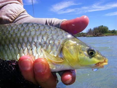 How to differentiate between smallmouth and largemouth yellowfish? - Gkhui Gkhui River Lodge