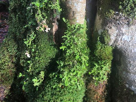 The Difference Between Lichens and Mosses — An Darach Forest Therapy