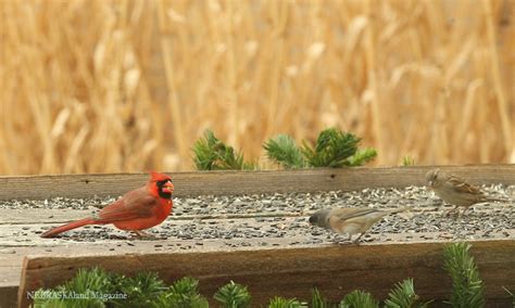 Nebraska Game and Parks Commission Awards Watchable Wildlife Grants ...