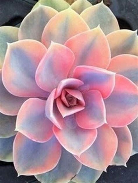 There Are Pink Succulents And We’re Totally Obsessed - Gardening Sun