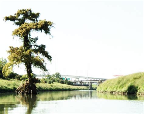 Cypress Tree, White Oak Bayou, Houston, Texas 1002101548 - a photo on Flickriver