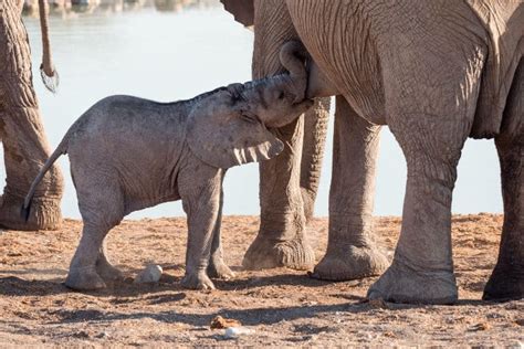 What is a Baby Elephant Called? Africa's Cutest Land Animal