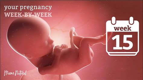 15 Weeks Pregnant - Natural Pregnancy Week-By-Week - YouTube