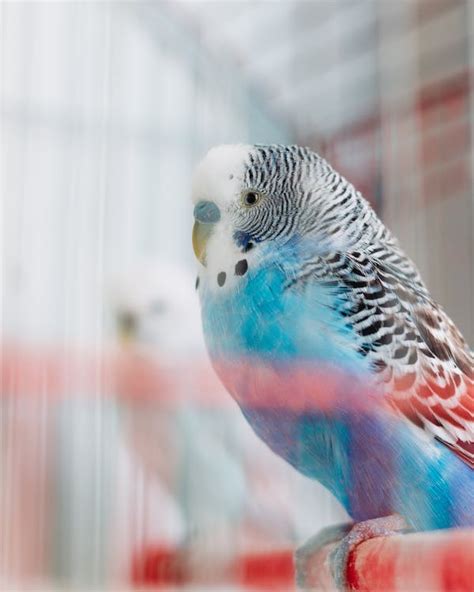 A Blue Parakeet in a Cage · Free Stock Photo