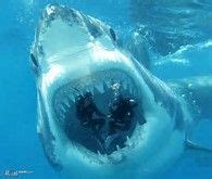 Megalodon Shark Sightings - Bing images | Megalodon, Scary ocean, Scary shark pictures