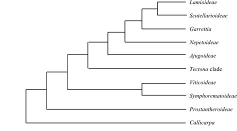 LAMIALES Bromhead Main Tree, Synapomorphies