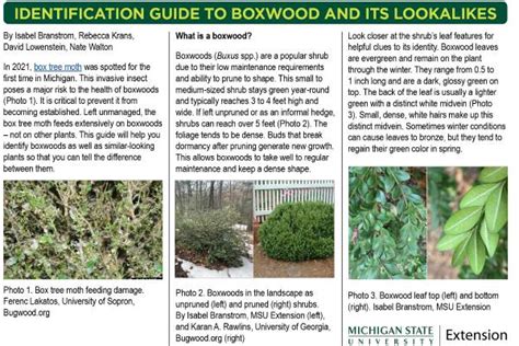 Identification Guide to Boxwood and its Lookalikes - Gardening in Michigan