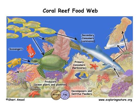 an image of coral reef food web