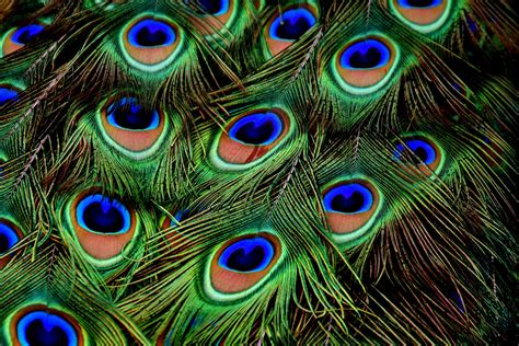 Peacock Feather Images Hd Wallpaper - Wallpapers Of Peacock Feathers Hd 2016 | Bodbocwasuon