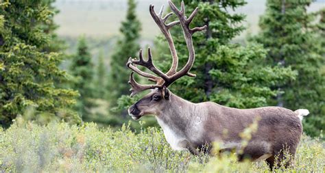 Caribou Habitat Restoration Grants - Habitat Conservation Trust Foundation