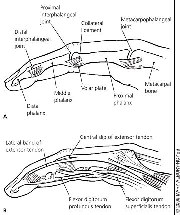 Acute Finger Injuries: Part I. Tendons and Ligaments | AAFP