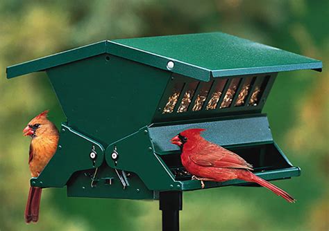 Best Squirrel Proof Bird Feeders 2023 (Buying Guide) - Garden Lovers Club