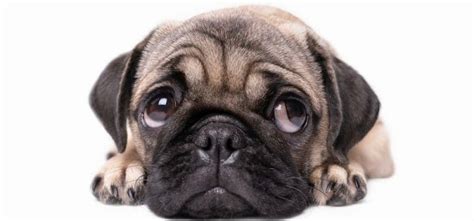 Pug Size Chart | Growth & Weight Chart