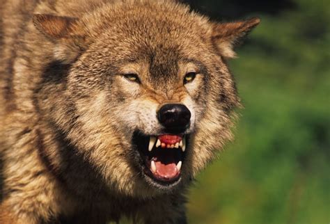 Wolf Kills 9-Year-Old Boy and Critically Injures His Friend