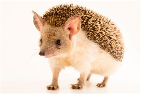 A long-eared hedgehog (Hemiechinus auritus) at Wroclaw Zoo in Poland. | Long eared hedgehog ...