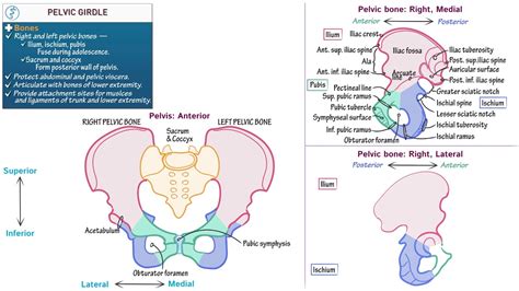 Pelvic Girdle Diagram Labeled