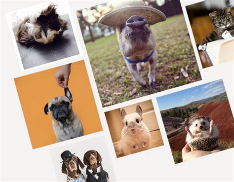 We Hand Pick our Top Animals to follow on Instagram