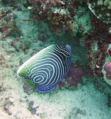 Pomacanthus imperator | juvenile Maafushi, South Male | Flickr