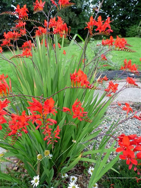 Crocosmia ~ Lucifer. I have this in my garden. It's beautiful and the ...