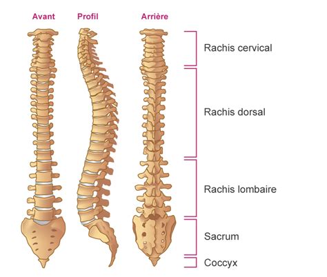 Rachis - Colonne vertébrale - Fiche Anatomie | la rhumatologie pour tous