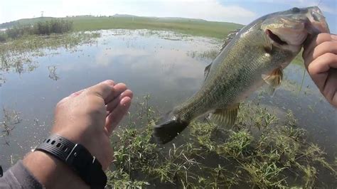 Fishing Midmar dam in the heat of summer TOPWATER - YouTube