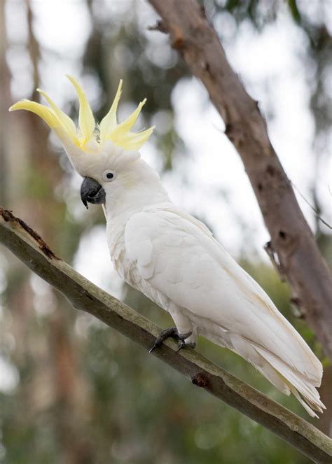 10 Top Pet Cockatoo Species