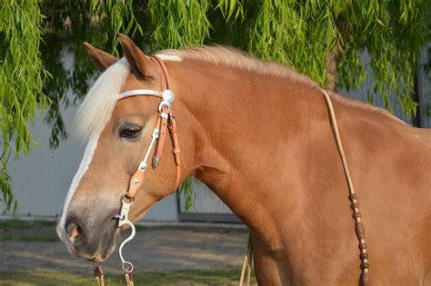 Your Guide to Different Types of Horse Bits – Equestrian Boots and Bridles